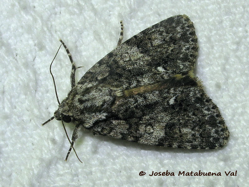 Noctuidae della fine settimana scorsa